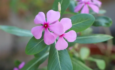 長春花的花瓣有沒有毒可以在臥室養護嗎2